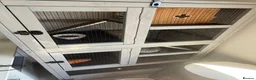 Chinchilla rodents for sale: Paired Male & Female Chinchilla  in Preston - Advert 4