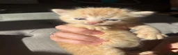 Mixed Breed cats for sale: Kittens  - Advert 3