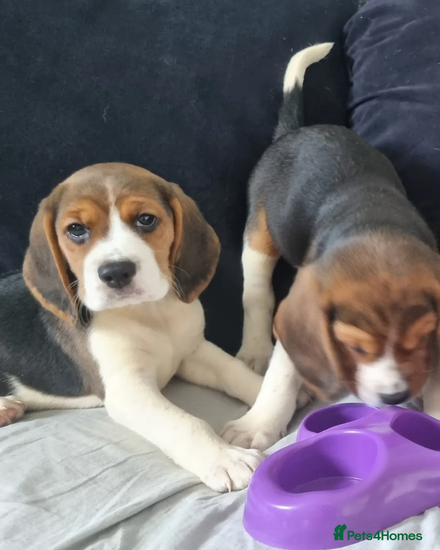 Beagle dogs beagles Puppies  - Advert 1