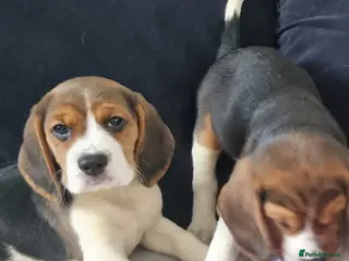 Beagle dogs beagles Puppies - Advert 7