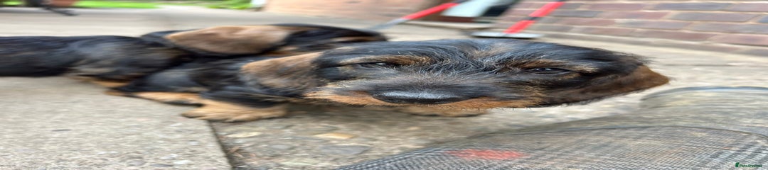 Dachshund Puppy 2
