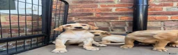 Labrador Retriever dogs for sale: KC Working line- From health tested parents  - Advert 13