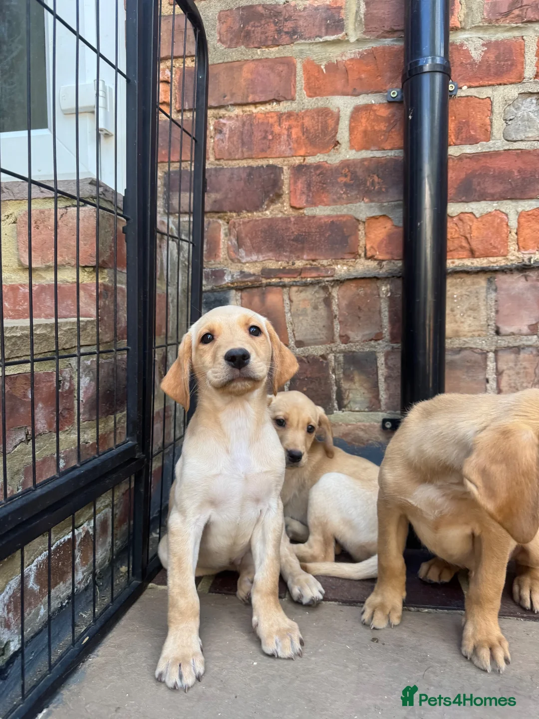 Labrador Retriever dogs for sale: KC Working line- From health tested parents  - Advert 13
