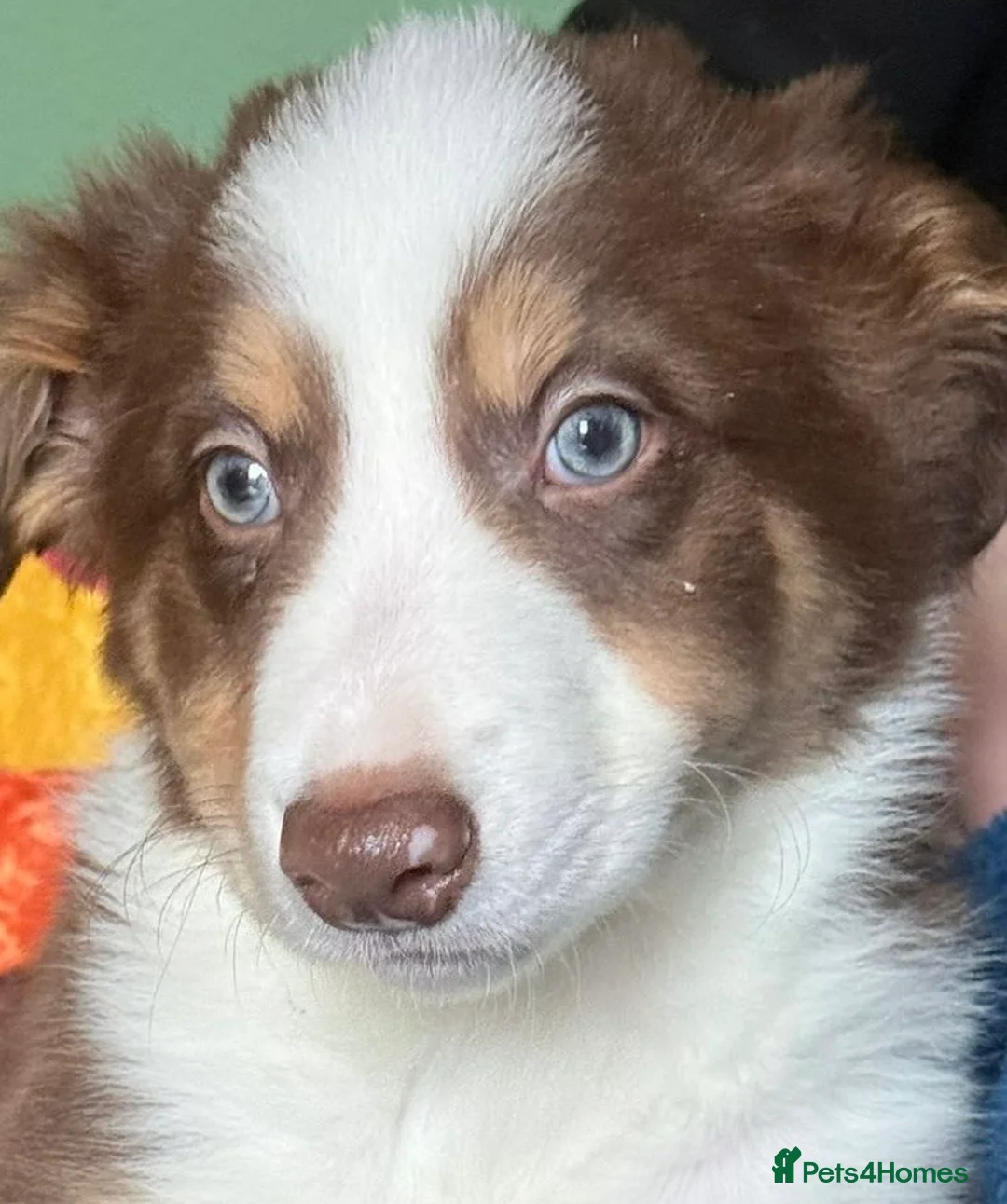 Border Collie dogs for sale: Red, White & Gold Border Collie Pups - Advert 13