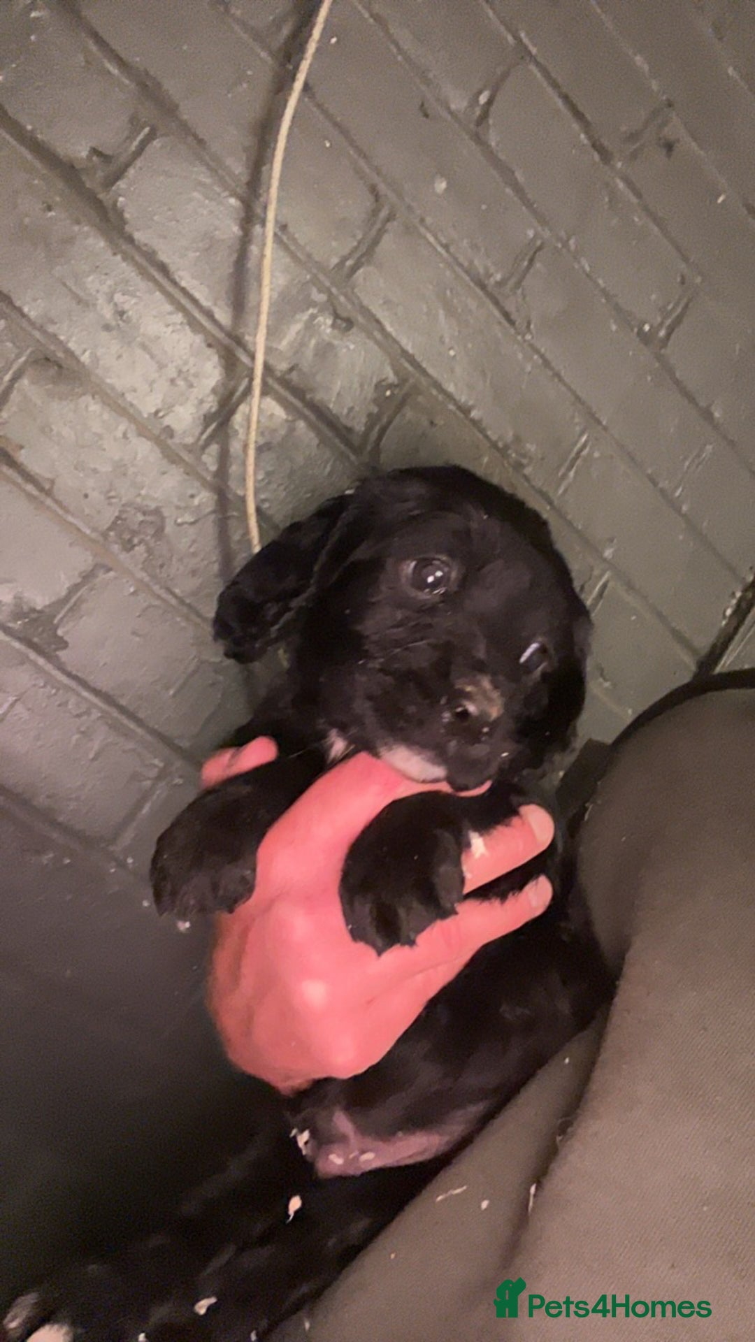 Cocker Spaniel dogs for sale: Cocker spaniel  - Image 14