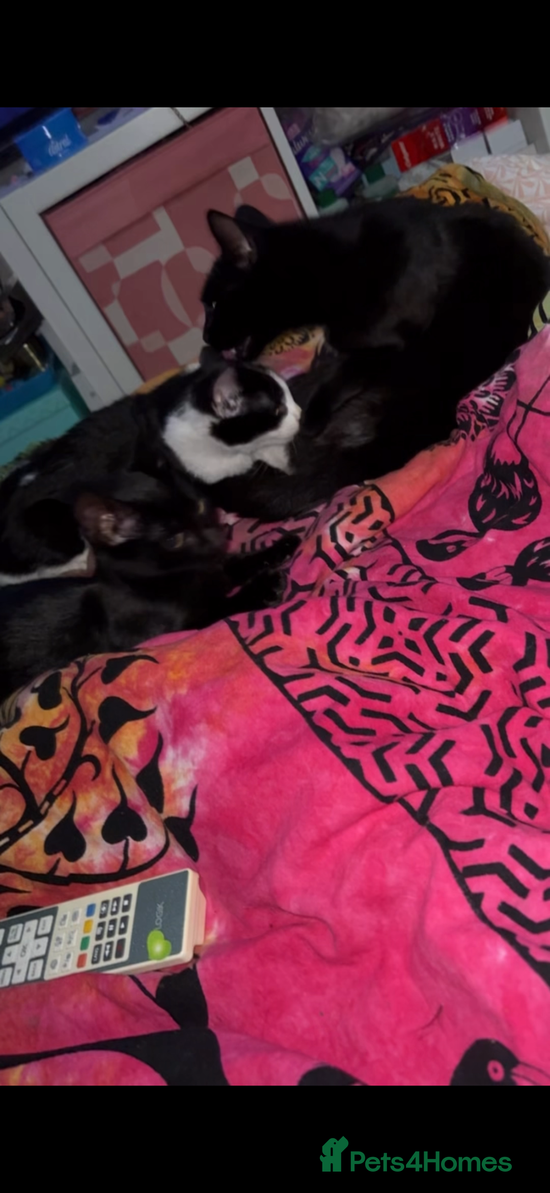 Bombay cats for sale: Brothers in need of home ASAP!! - Image 6