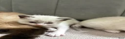 Ragdoll cats for sale: Gorgeous Chunky Ragdoll Litter - Advert 10