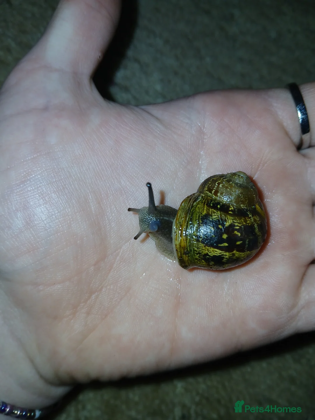 Snails invertebrates for sale: Helix aspersas [rare garden snails] For sale - Advert 5