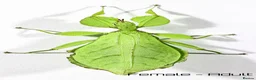 Stick Insects invertebrates for sale: Mixed colour nymph Phyllium Leaf stick insect - Advert 2