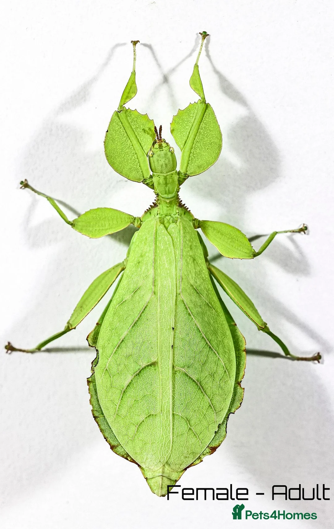 Stick Insects invertebrates for sale: Mixed colour nymph Phyllium Leaf stick insect - Advert 2