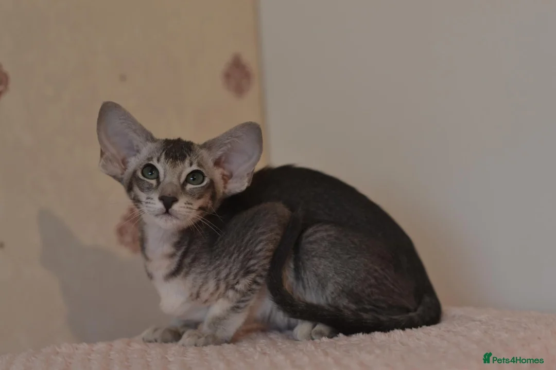 Oriental cats for sale: Tica Oriental Blue Ticked Tabby Girl - Advert 2