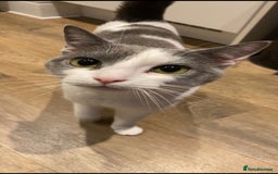 British Shorthair cats for sale: 4 Year Old Female - Image 1