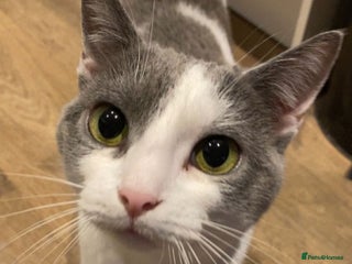 British Shorthair cats - Advert 12