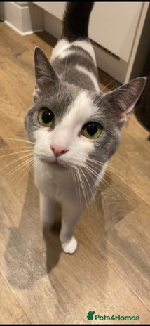 British Shorthair cats - Advert 10