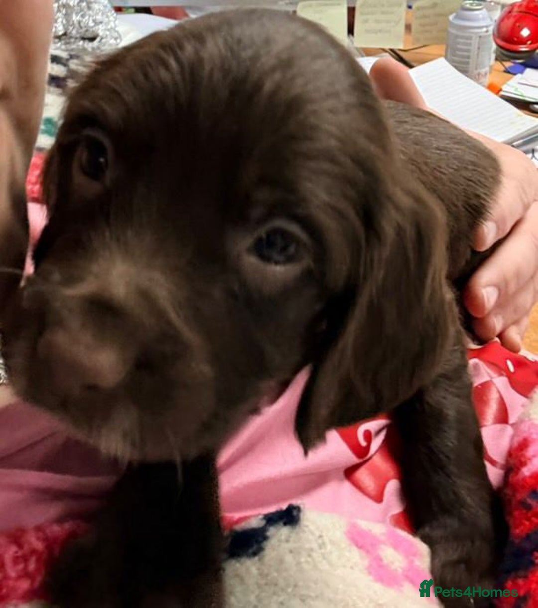 Cocker Spaniel dogs for sale: Litter of Cocker Spaniels ready for New Year - Advert 10