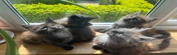 Maine Coon cats for sale: ⭐️Beautiful Maine Coon Kittens⭐️ - Advert 2