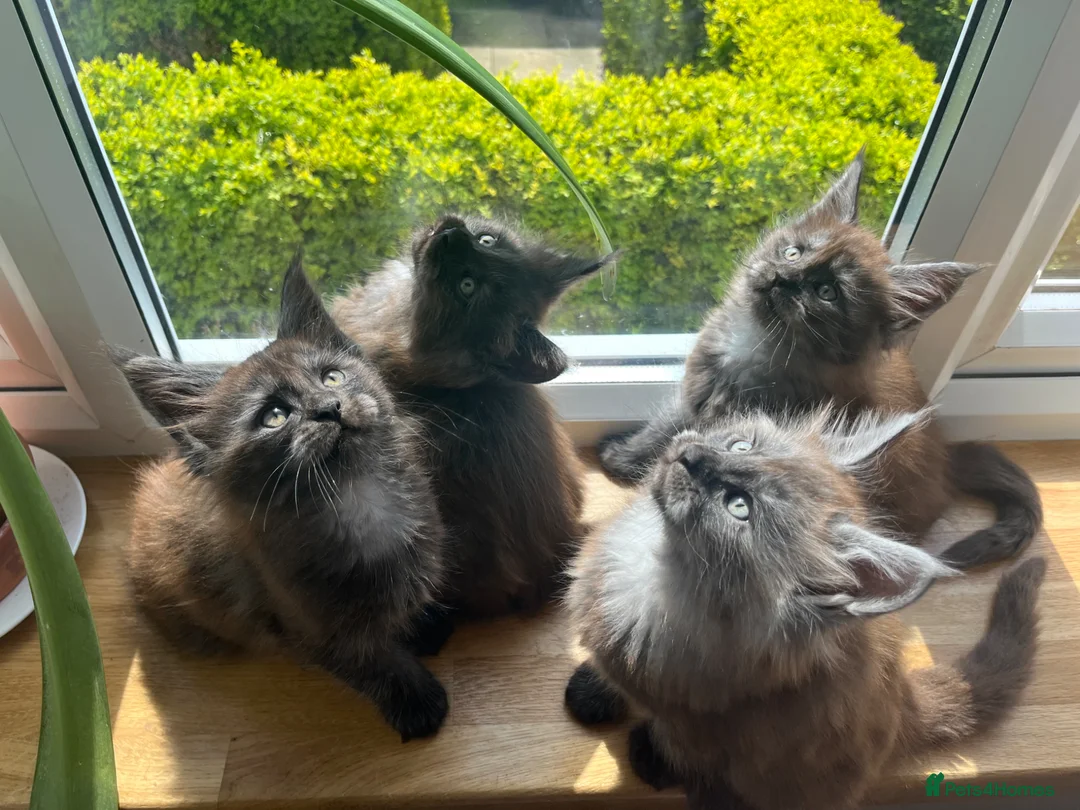 Maine Coon cats for sale: ⭐️Beautiful Maine Coon Kittens⭐️ - Advert 2