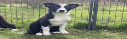 Border Collie dogs for sale: Border Collie pups  - Advert 1