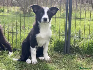 Border Collie dogs Border Collie pups - Advert 1