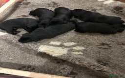 Labrador Retriever dogs for sale: Black Labrador Puppies  - Image 3