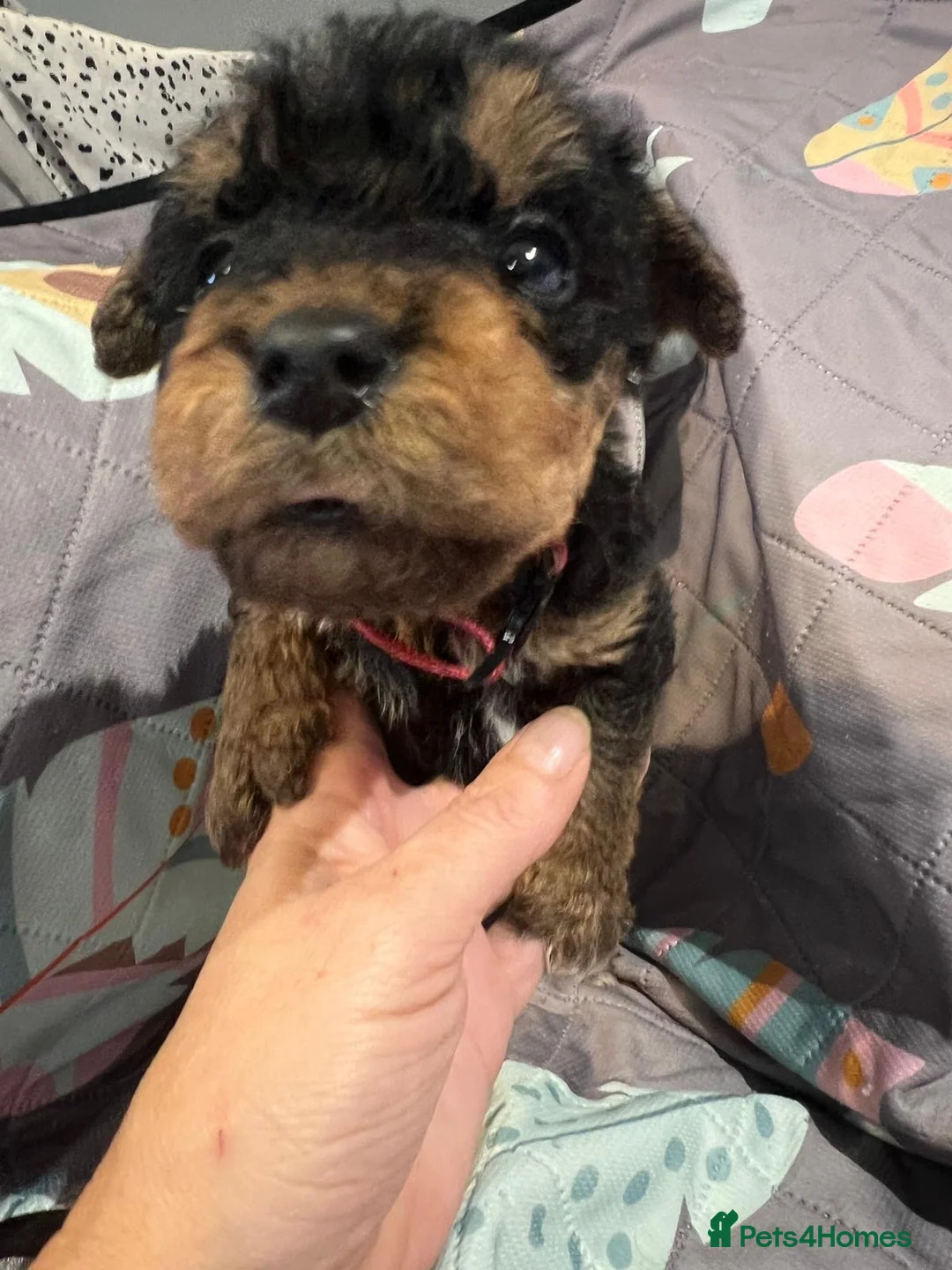 Airedale Terrier dogs for sale: Pure breed Airedale Terriers for sale - Advert 37