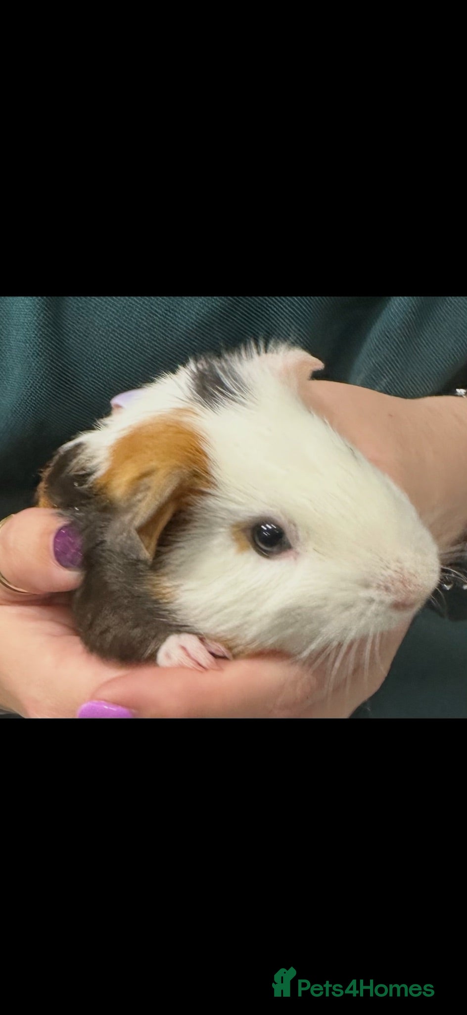 Guinea Pig rodents I selling 2 guinea pigs - Advert 1