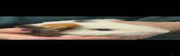 Guinea Pig rodents for sale: I selling 2 guinea pigs in Mansfield - Advert 1