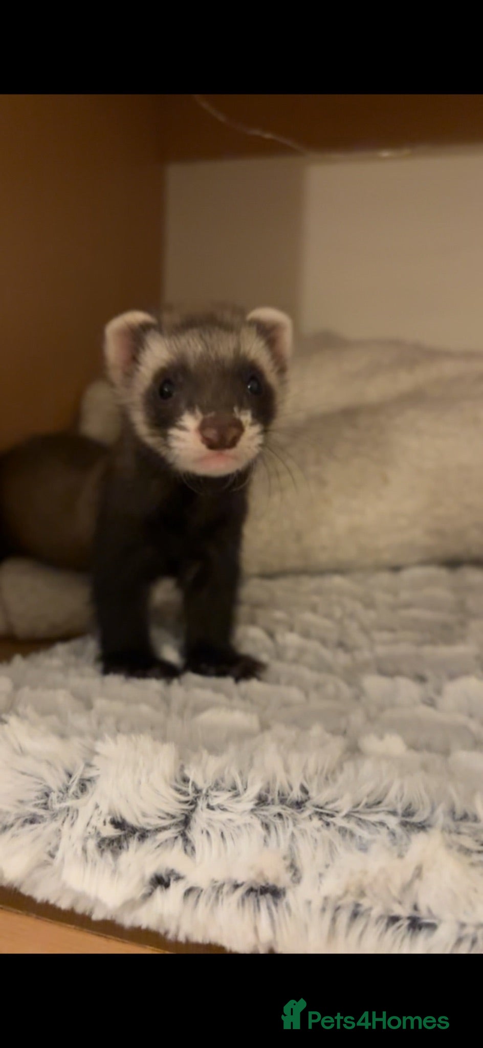 Ferret rodents Rehoming ferret hob 14 weeks - Advert 5