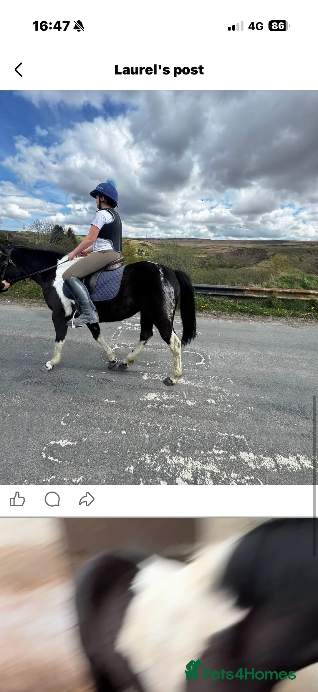 Riding pony horses for sale: Ponies - Advert 1