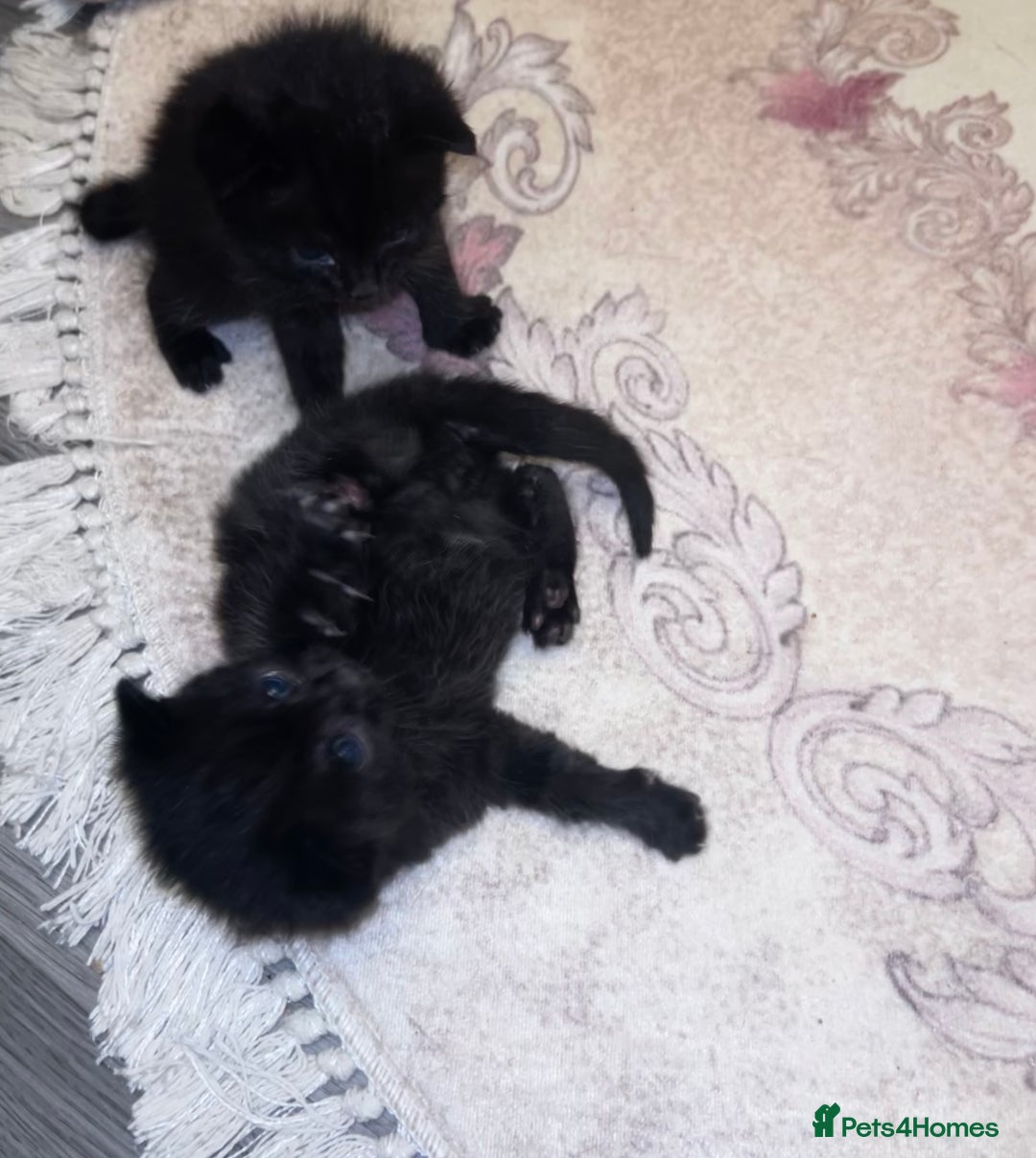 British Shorthair cats for sale: Bombay x British short hair kitten - Advert 7