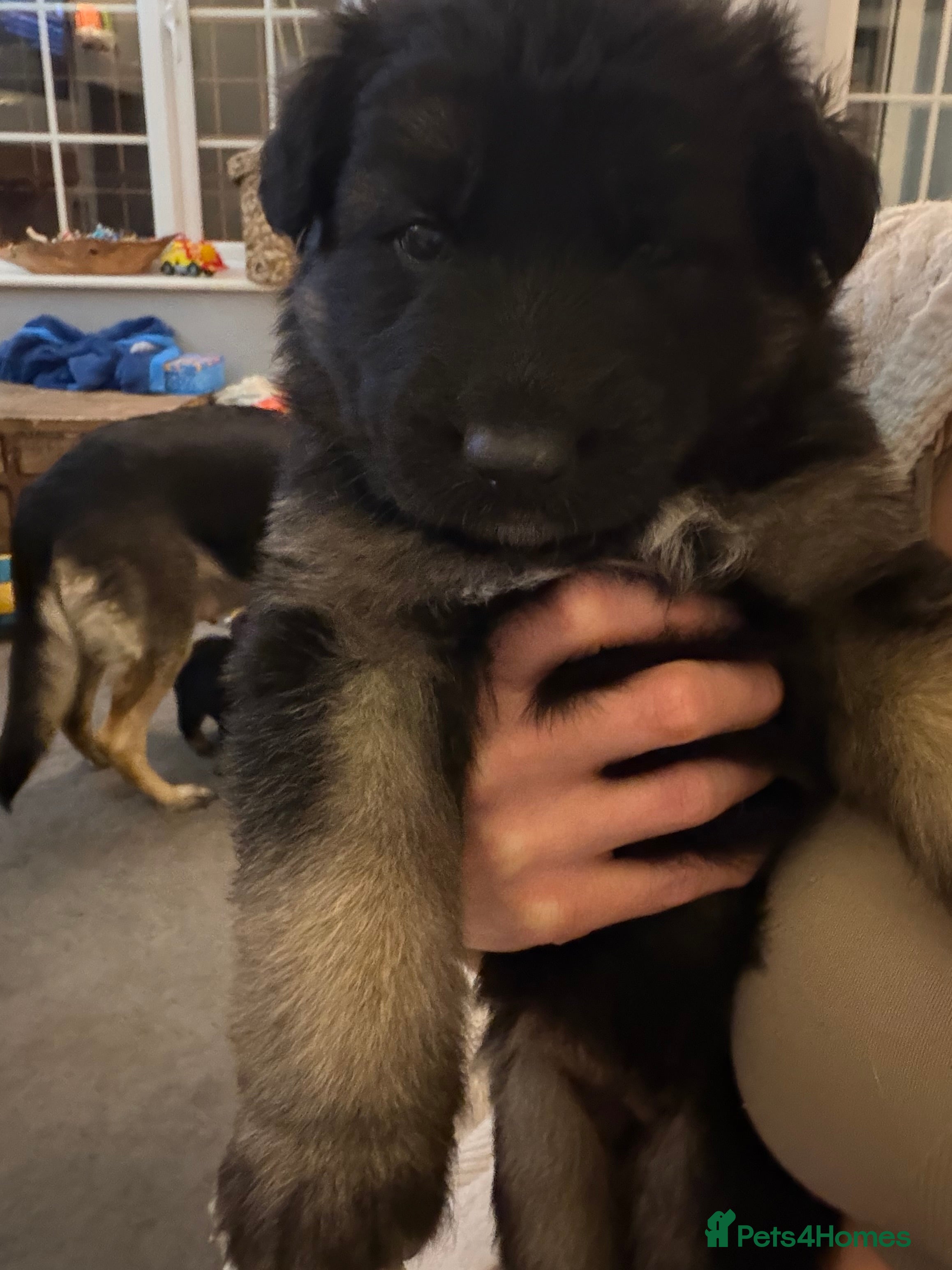 German Shepherd dogs Short haired German shepherd puppies  - Advert 2