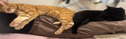 Mixed Breed cats for sale: Peppa and Roni looking for a new loving home! - Advert 2