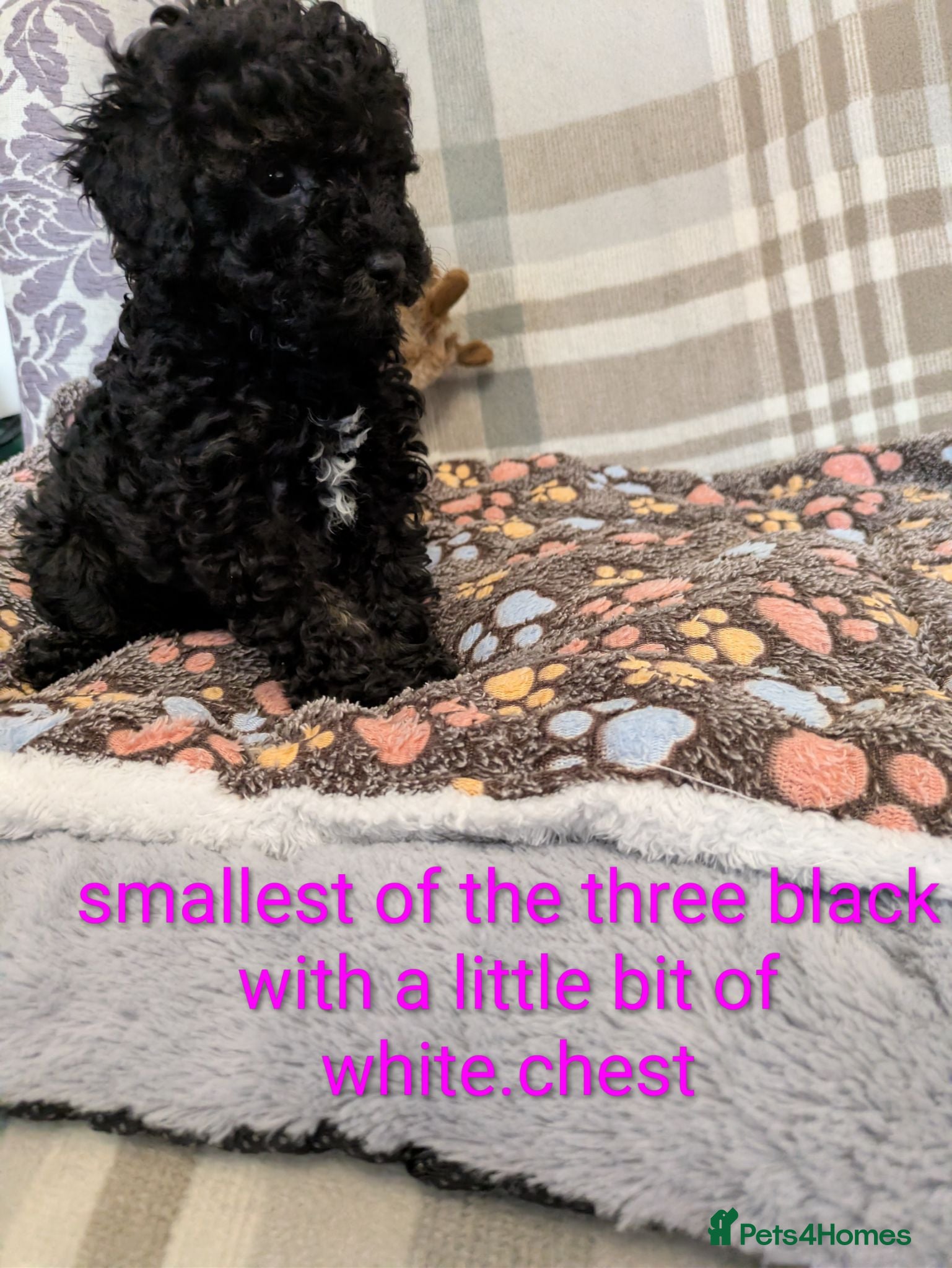 Toy Poodle dogs Toy poodle puppies KC now  8 weeks old - Advert 9