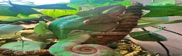 Chameleon reptiles for sale: Male Panther Chameleon With Full Setup & Stand - Advert 5