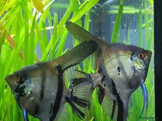 Angelfish fish - Advert 6