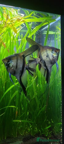 Angelfish fish - Advert 6