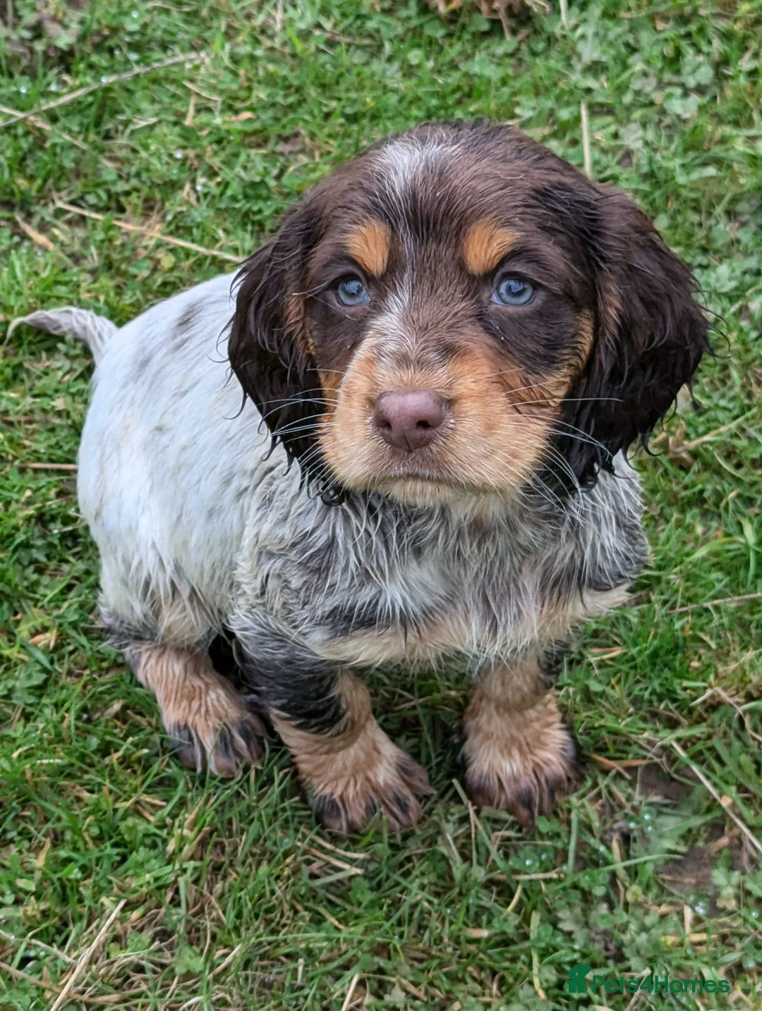 Cocker Spaniel dogs for stud: Kc registered proven stud  in Bristol - Advert 13