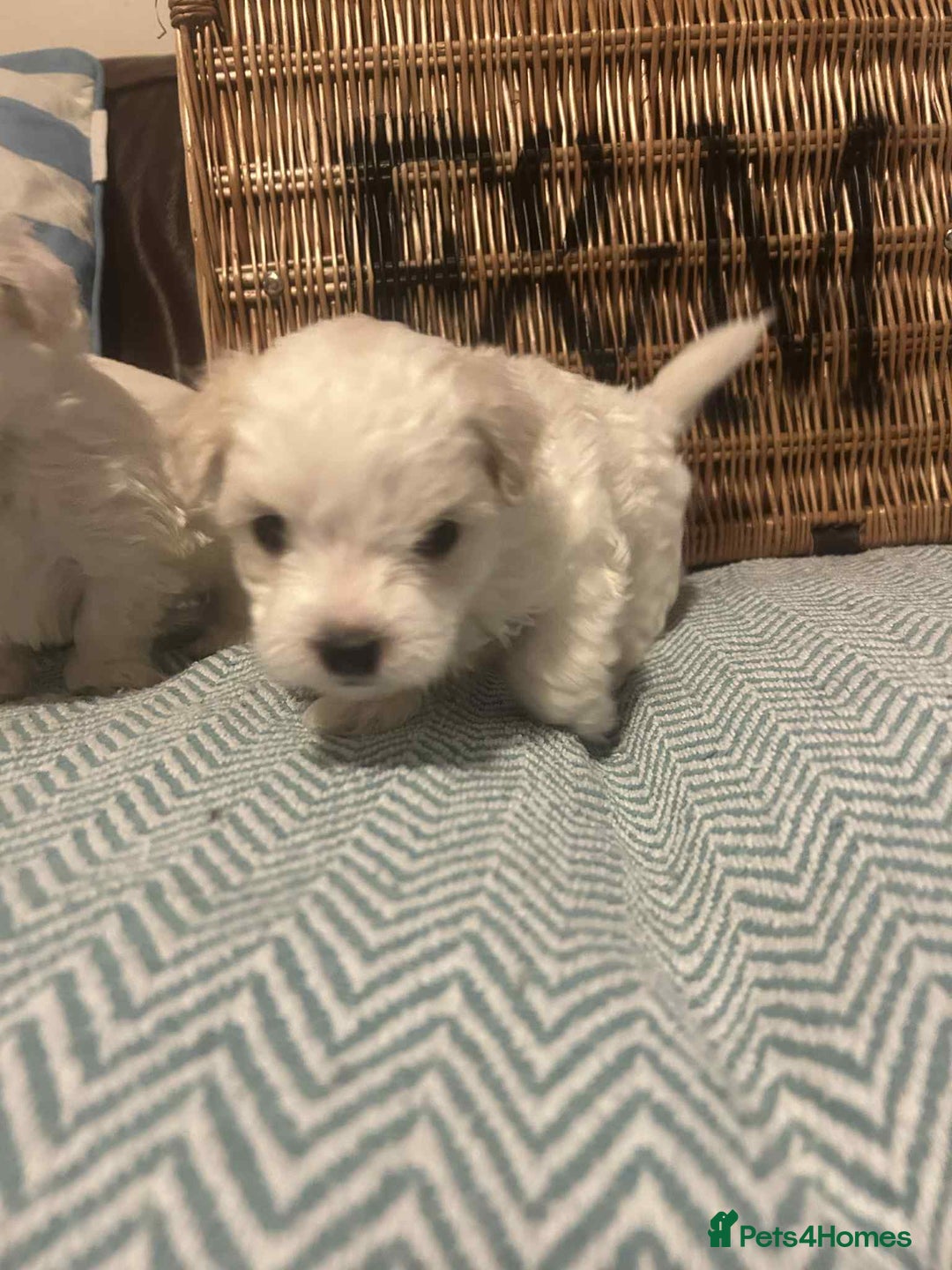 Mixed Breed dogs for sale: Cotonese puppies  - Advert 16