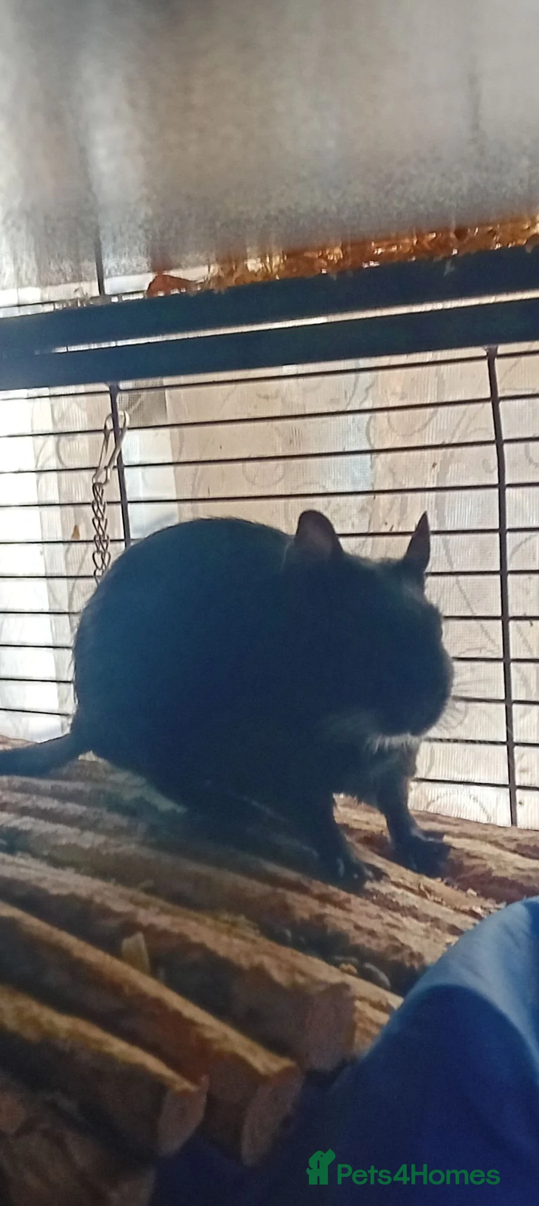 Degus rodents for sale: Pair of degu sisters - Advert 5