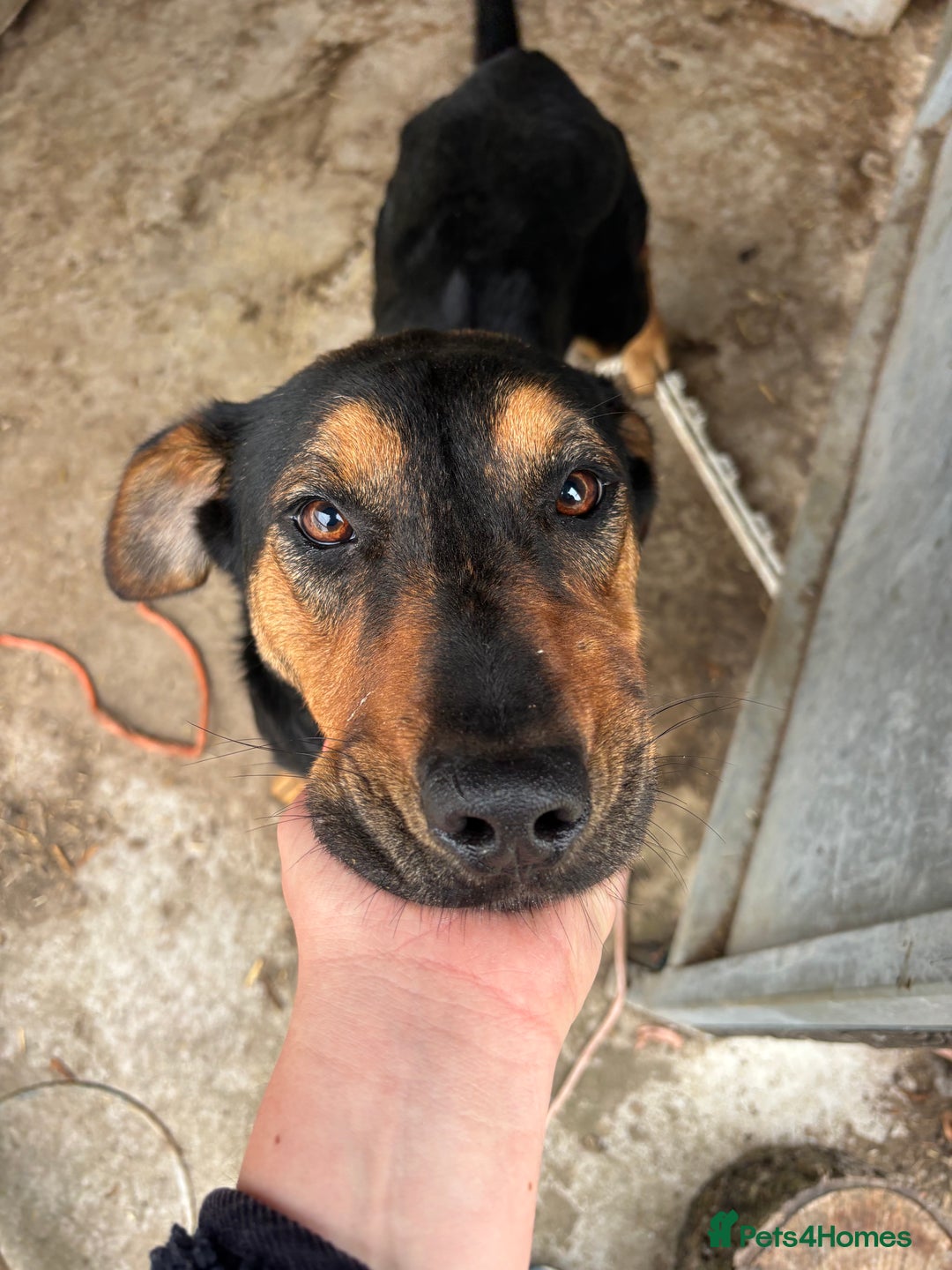 Huntaway dogs for sale: Female huntaway - Image 1