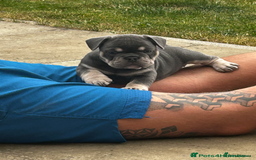 French Bulldog dogs for sale: Beautiful British x French bulldog Puppies - Image 10