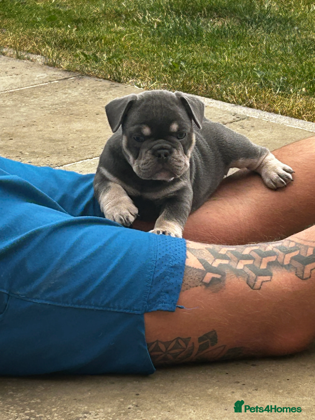 French Bulldog dogs for sale: Beautiful British x French bulldog Puppies - Image 10