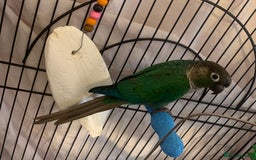Conures birds for sale: Young hen conure plus v large cage   - Image 4