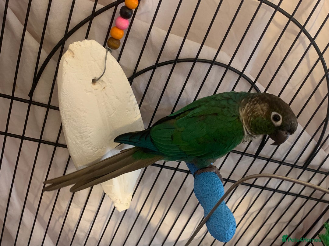 Conures birds for sale: Young hen conure plus v large cage   - Image 4