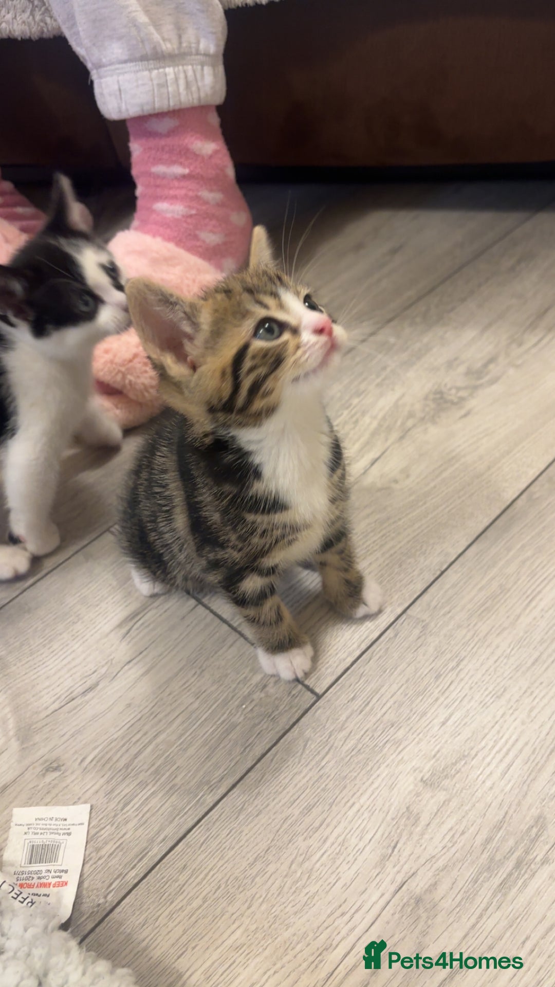 American Shorthair cats for sale: Kittens for sale  - Advert 5