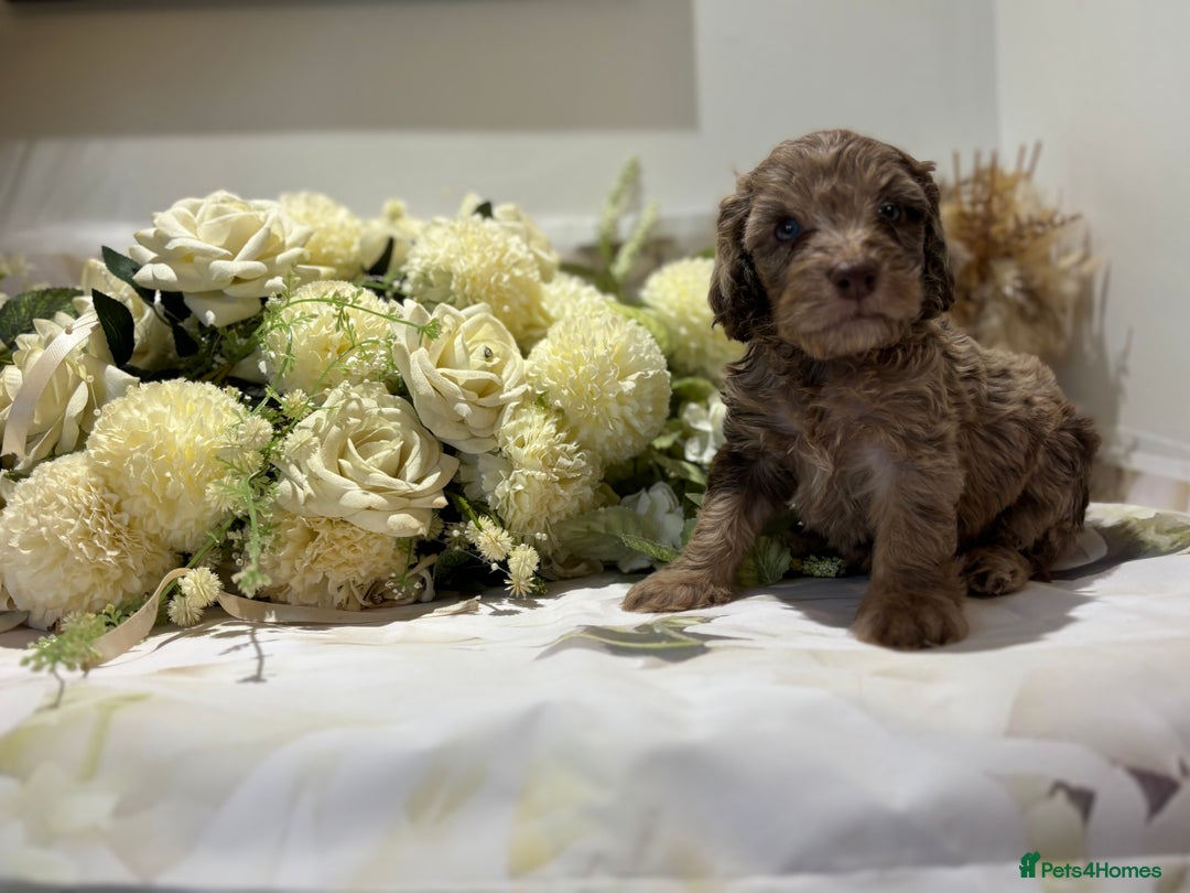 Cockapoo dogs for sale: Beautiful Cockapoo puppies  - Image 8
