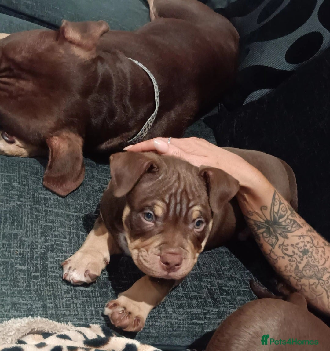 American Bully dogs Chocolate tri american bully  - Advert 1