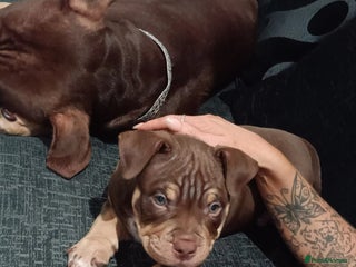 American Bully dogs Chocolate tri american bully - Advert 1