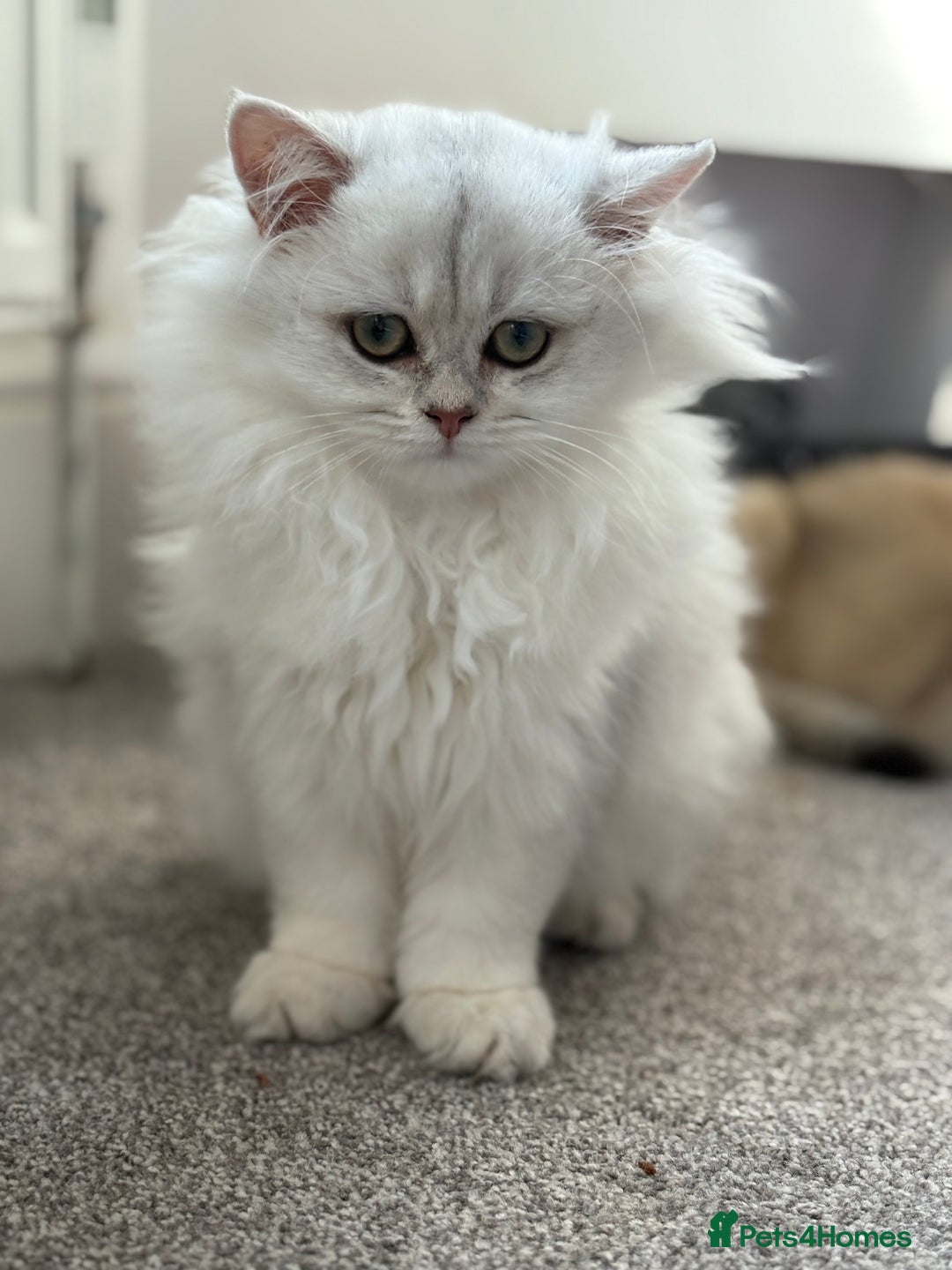 British Longhair cats for sale: Adorable Fluffy White Long-Haired Boy  - Image 4