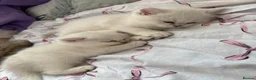British Shorthair cats for sale: Beautiful British shorthair kitten ready to go - Advert 19